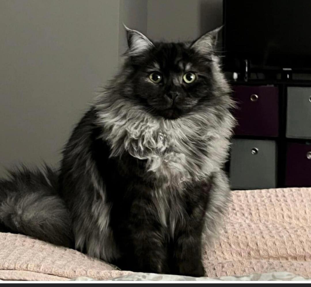 Fluffy Black And White Cat